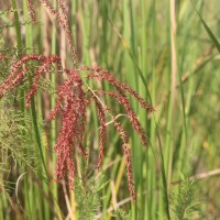 Tamarix indica Willd.